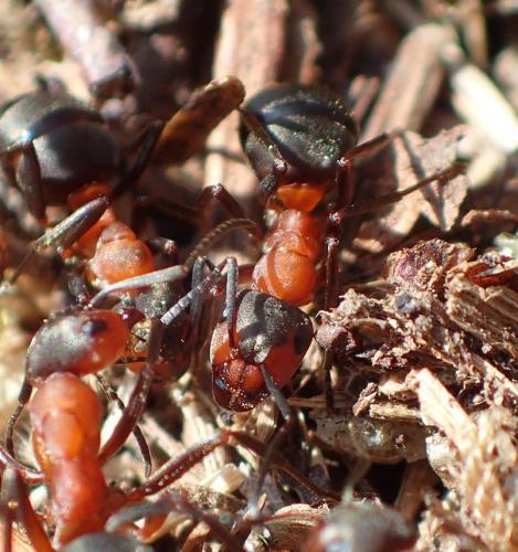 Réf. 201 734 : Formica polyctena